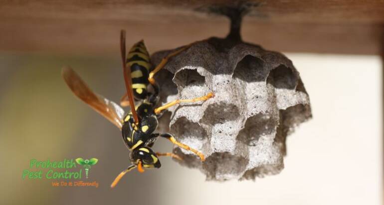 How Dangerous are Wasps?