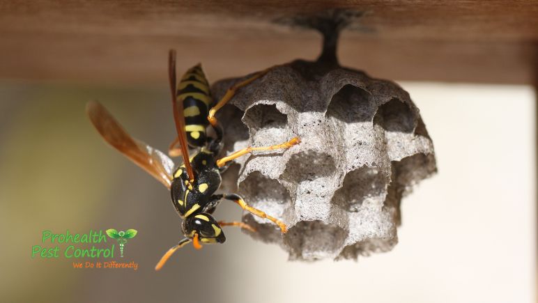 How-Dangerous-are-Wasps.jpg