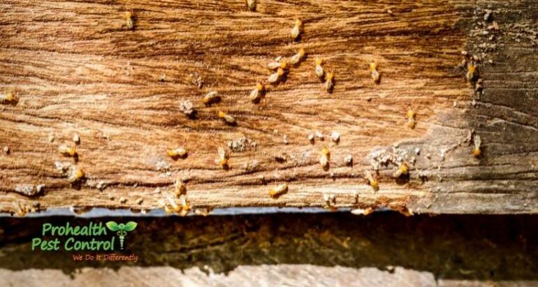 What do Termites Look Like in Florida