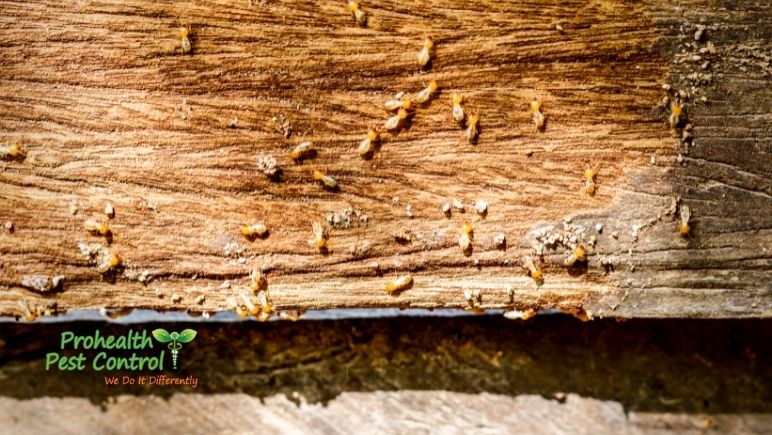 What do Termites Look Like in Florida
