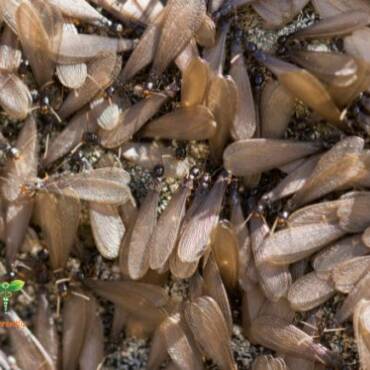 What to Do if You Find a Termite Swarm in Your Home