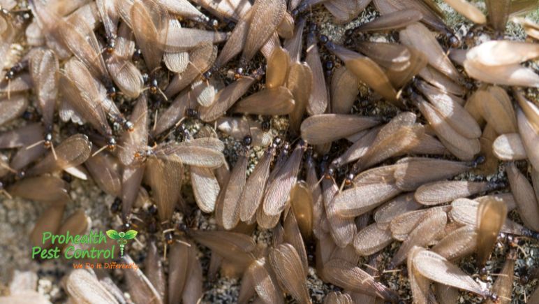 What to Do if You Find a Termite Swarm in Your Home