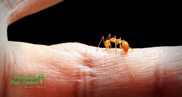 The Best Ways to Treat Ant Bites
