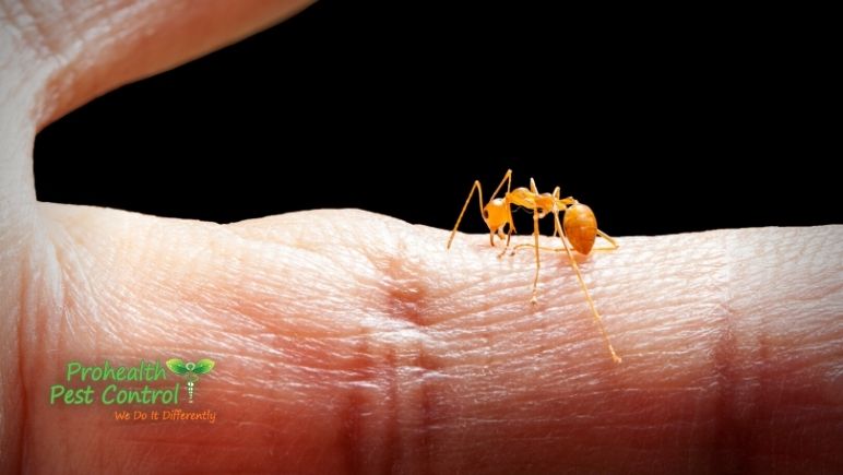 The Best Ways to Treat Ant Bites