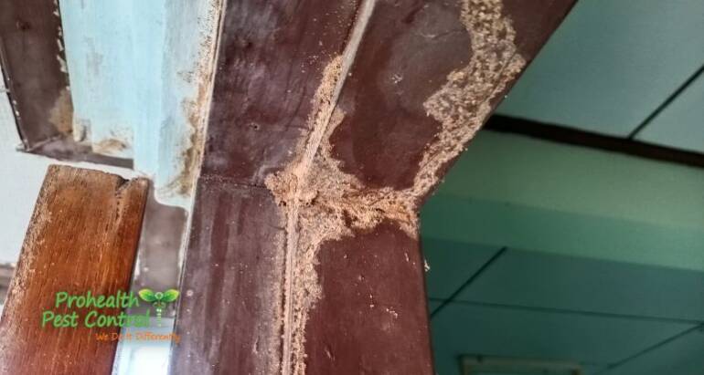 Where are Termites Most Commonly Found on Commercial Properties?