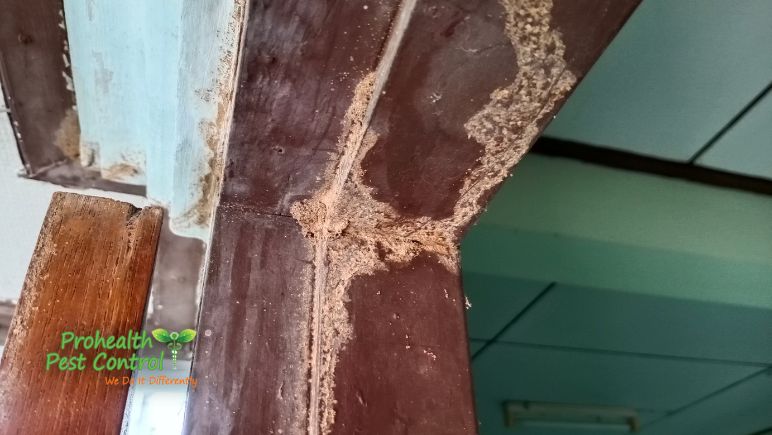 Where are Termites Most Commonly Found on Commercial Properties?