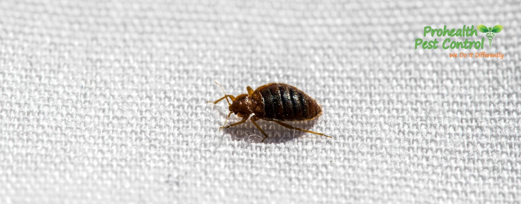Seven Signs that Bed Bugs Have infested Your Home