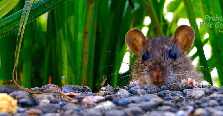 How to Prevent Rodents from Entering Your Home During Winter