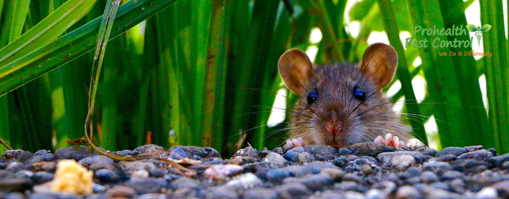 How to Prevent Rodents from Entering Your Home During Winter