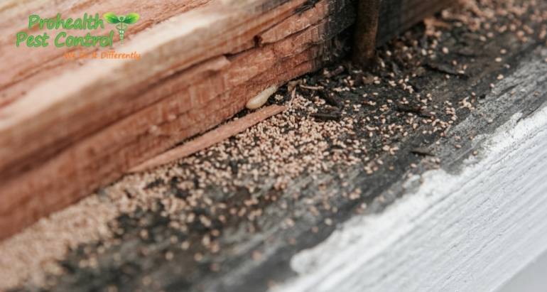 Does Mulch Attract Termites to Your Property?