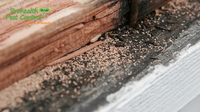 Does-Mulch-Attract-Termites-to-Your-Property.jpg