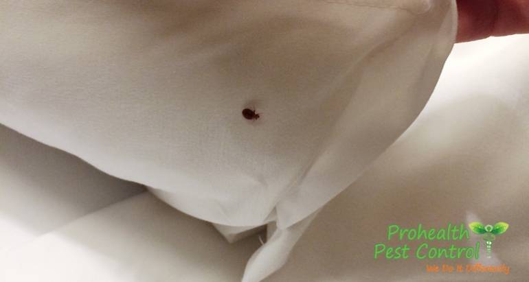 How Long do Bed Bugs Live?