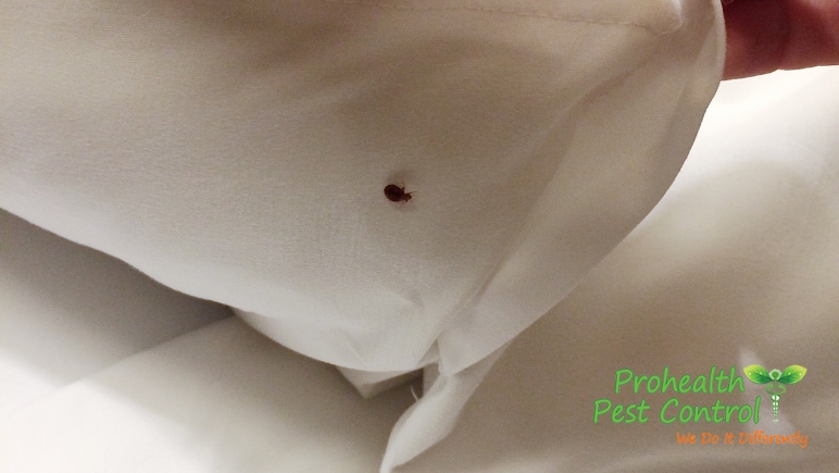 How Long do Bed Bugs Live?