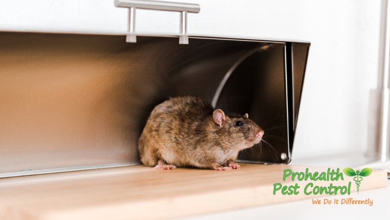 Rodent Pest Control: Prevent Rodents from Entering Your Home This Summer