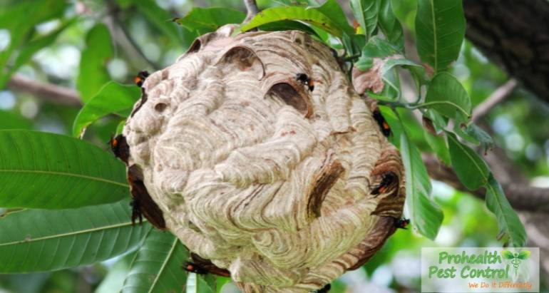 Common Places Wasps Will Build Nests