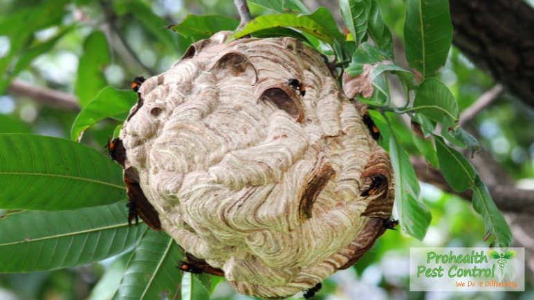 Common-Places-Wasps-Will-Build-Nests.jpg