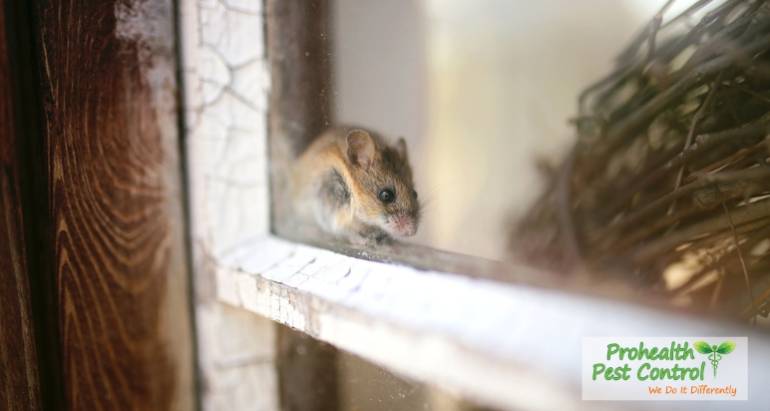 Common Ways Rodents Enter Your Home and Garage