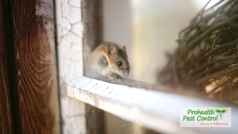 Common-Ways-Rodents-Enter-Your-Home-and-Garage.jpg
