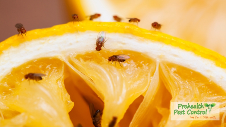 What to Do if You See Fruit Flies in Your Home