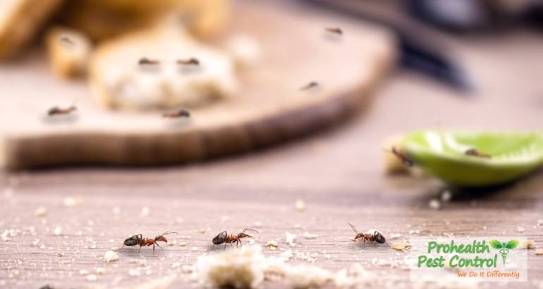 What to Do if You Have Ants in Your Kitchen