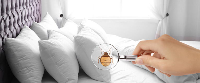bed-bug-exterminator-in-pasco-county-fl-img1.jpg