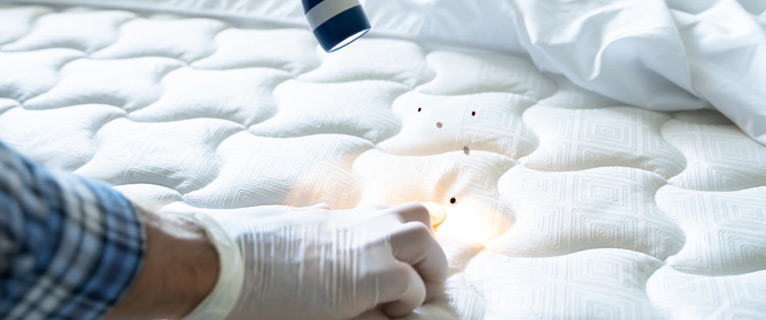 bed-bug-treatment-in-palm-harbor-fl-img1.jpg
