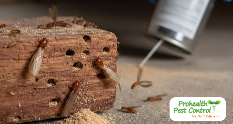 How to Get Rid of Drywood Termites