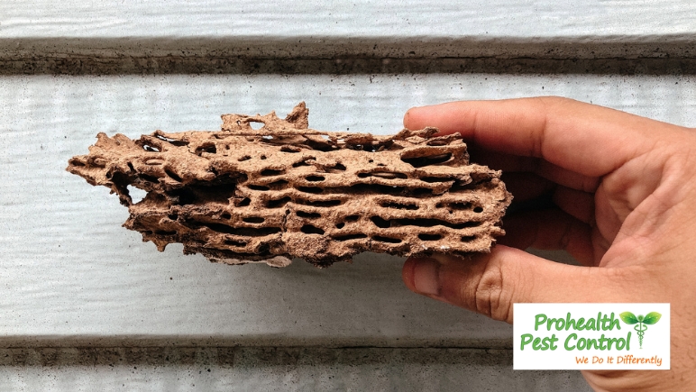 How to Look for Termite Damage in Your Home