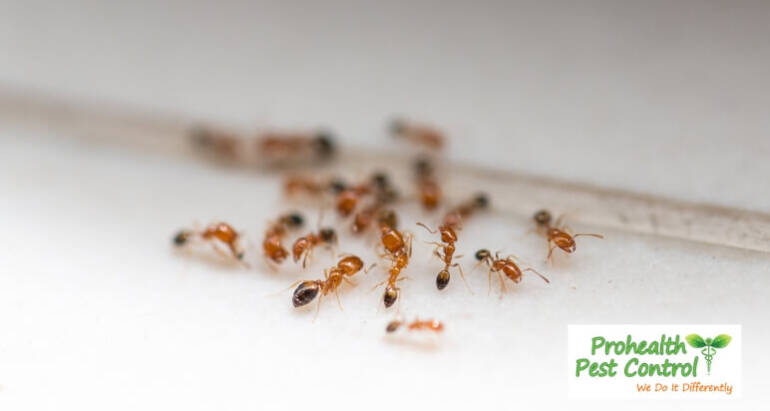 Ants in Your Bathroom? Here’s How to Get Rid of Them