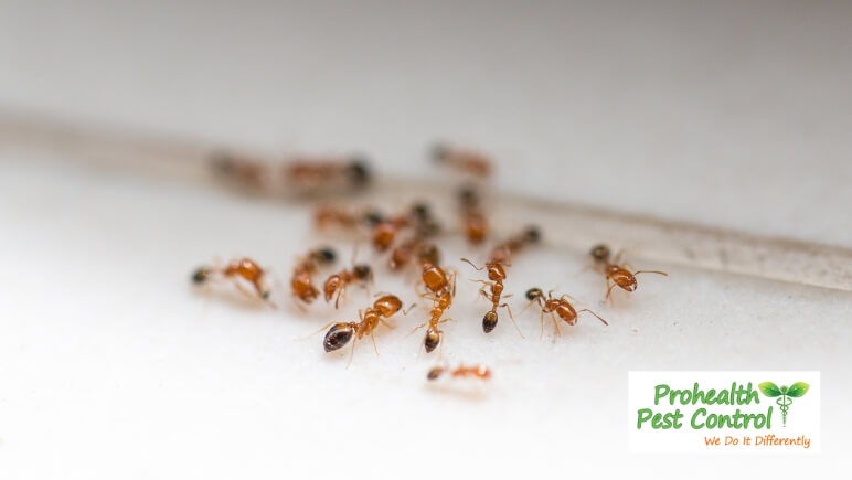 Ants-in-Your-Bathroom_-Heres-How-to-Get-Rid-of-Them.jpg