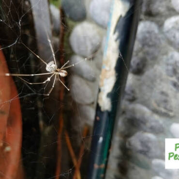 Are Spiders Beneficial? Tips for Spider Control