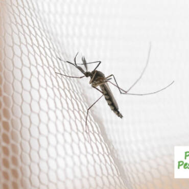 How Do Mosquitoes Get into Your Home?