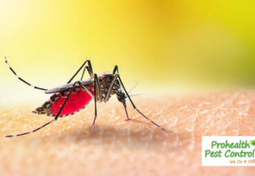 At What Temperature Do Mosquitoes Die?
