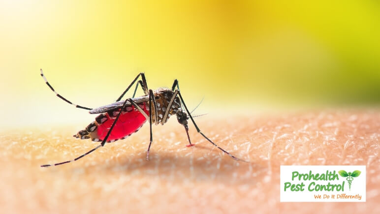 At What Temperature Do Mosquitoes Die?