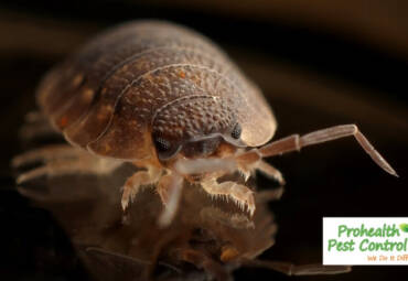 Bed Bug Heat Treatment: Your Guide to Bed Bug Treatment