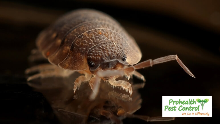 Bed-Bug-Heat-Treatment_-Your-Guide-to-Bed-Bug-Treatment.jpg