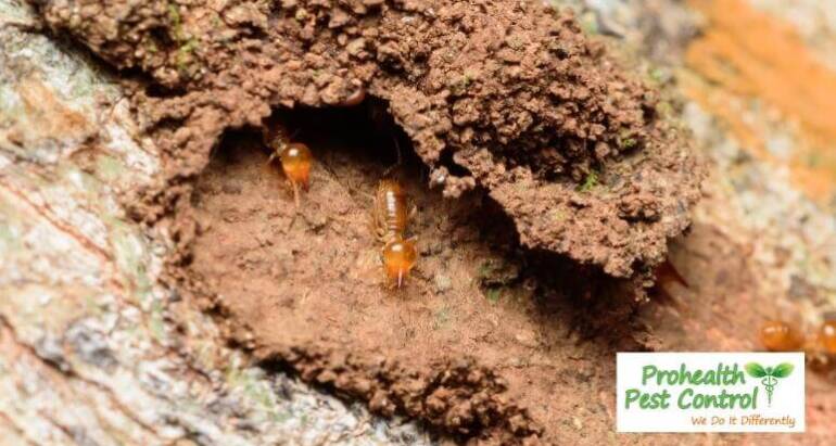 Are Termites Active in Winter?