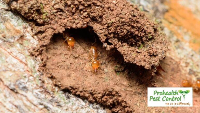 Are-Termites-Active-in-Winter.jpg