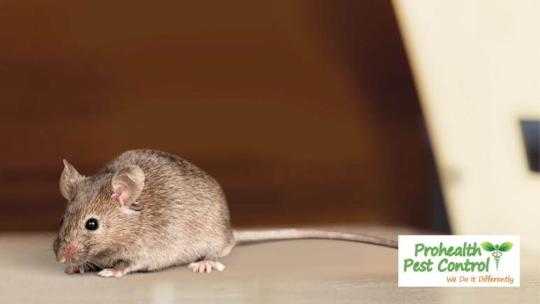 Dealing with Common Rodents Found in Florida