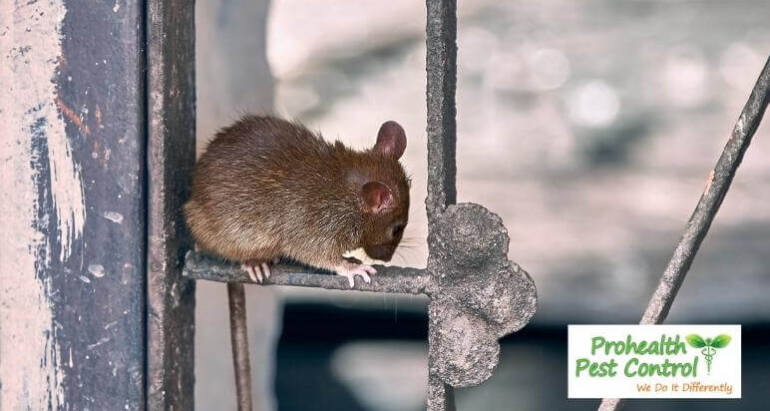 How to Keep Mice Away from Your Property