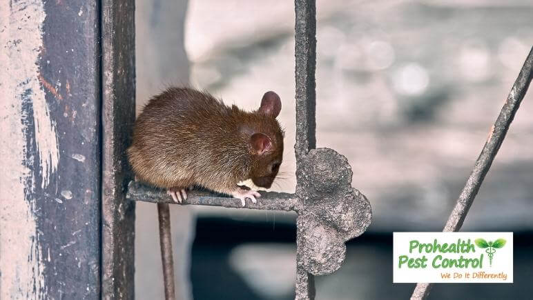 How to Keep Mice Away from Your Property