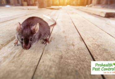 How Rodents Get into Your Attic