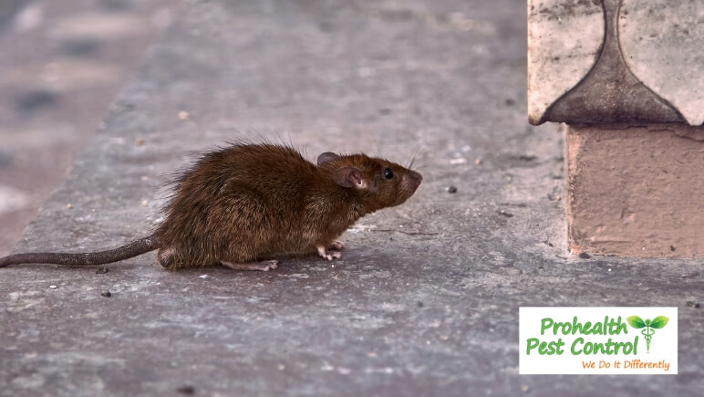 Why Do Rodents Chew Electrical Wires?