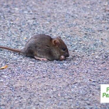 Rodent-Proof Homes: Keep Rodents Out of Your Home