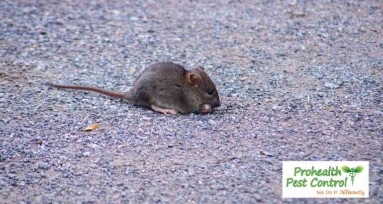 Rodent-Proof Homes: Keep Rodents Out of Your Home