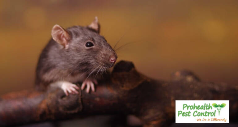 The Crucial Role of Emergency Rodent Control