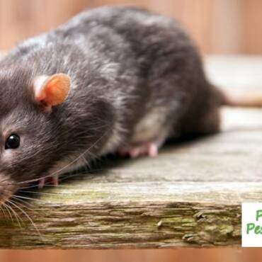Tips for Commercial Rodent Control
