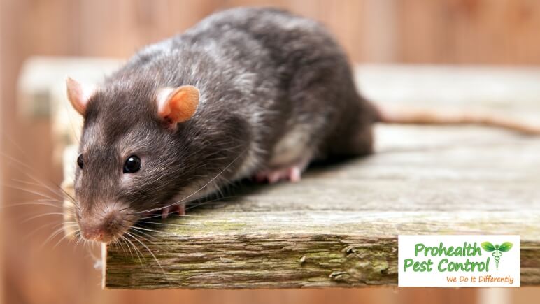 Tips for Commercial Rodent Control