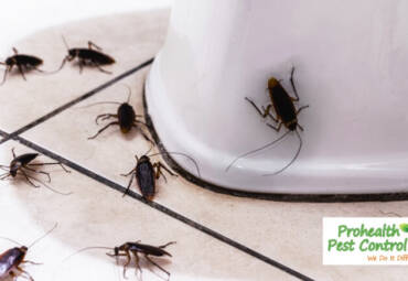 Understanding Common Household Bugs