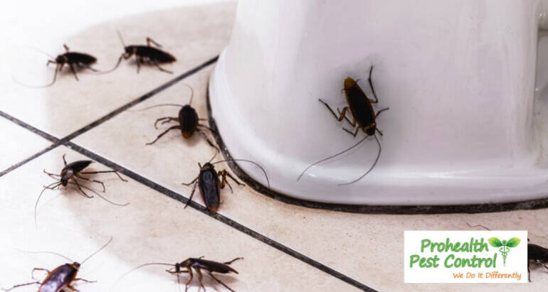 Understanding Common Household Bugs